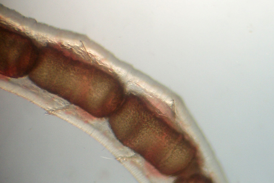 Tubifex  sp.